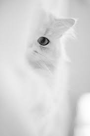 Pin By Shablony Instagram Ikonki Sto On Whites White Aesthetic White Cats Black And White Aesthetic