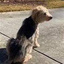 During this time of social distancing, we have moved our free pet loss support group to an on line group! Deceased Pet Care Funeral Homes Crematories Chamblee Ga