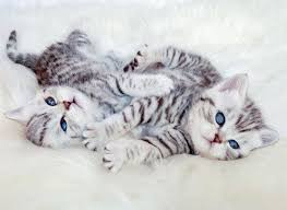Meet Socks And Gizmo Who Are Basically The Textbook Definition Of Cuddly Kittens Cute Cats Cats British Shorthair Silver Tabby