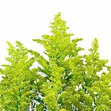 Yellow filler flowers for bouquets. 24 Best Floristry Images Of The Yellow Solidago Flowers Fillers For Bouquets Eagle Link Flowers