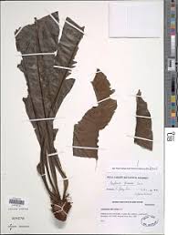 Image result for Asplenium africanum