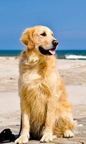 Animal Golden Retriever Dogs Dog 480x800 Mobile Wallpaper Golden Retriever Wallpaper Cute Dog Wallpaper Dogs Golden Retriever