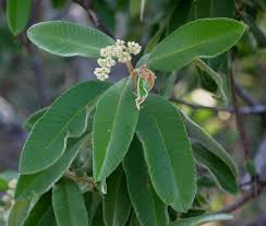 Image result for Ozoroa marginata