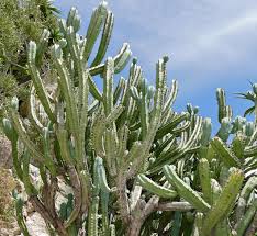 Image result for Myrtillocactus geometrizans
