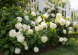 Fill the mesh cylinder with straw, peat moss or dead leaves so the hydrangea is completely covered. How To Care For Snowball Hydrangeas Better Homes Gardens
