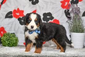 We have breeders from all over the world, international as well as national (us) and locally owned dog kennels. Bernese Mountain Dog Luther All Star Puppies All Star Puppies