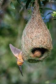 Different Types Of Birds With Their Nests Baya Weaver Pet Birds World Birds Beautiful Birds