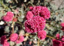Image result for Eriospermum roseum