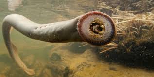 Scientists use tiny tags to learn how young lamprey travel through dams