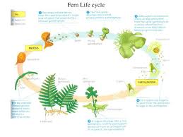 They were followed by liverworts (also bryophytes) and primitive vascular plants, the pterophytes, from which modern ferns are derived. Ppt Meet The Plants Powerpoint Presentation Free Download Id 6757686