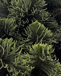 Image result for Araucariaceae