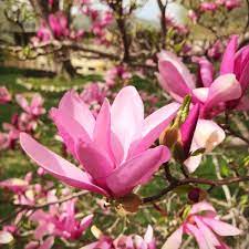 Featured in betty's bath and other stories (2010) see more ». Betty Magnolia Naturehills Com