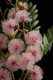 Acacia Terminalis Pink Sunshine Wattle Australian Flowers Australian Native Flowers Flower Garden