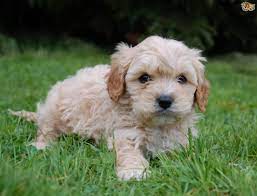 Best Quality Cavapoo Puppies For Sale In Singapore January 2022