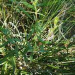 Image result for Otiophora