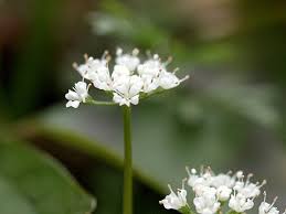 四季折々の花 In泉の森
