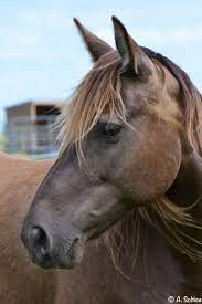 Kentucky mountain horse for sale. Rocky Mountain Horse And Kentucky Mountain Saddle Horse Mare Horses Horse Face Pretty Horses