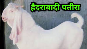 În dependenţă de complexitatea lucrărilor, preţurile serviciilor oferite de fiecare companie pot fi variate. Hyderabadi Patira Cross Baby Goats à¤¹ à¤¦à¤° à¤¬ à¤¦ à¤ªà¤¤ à¤° à¤• à¤° à¤¸ à¤¬ à¤¬ à¤— à¤Ÿ à¤¬ à¤¬ à¤— à¤Ÿ à¤« à¤° à¤¸ à¤² à¤¬à¤•à¤° à¤ª à¤²à¤¨ Youtube