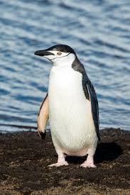 Used for arctic animals list with pictures, facts and information. Penguin Wikipedia