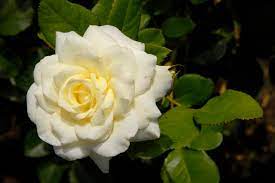 In white use these beautiful roses in bouquet once they are gone, there will be no more. 5 Favorite White Roses For A Purely Beautiful Garden