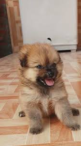 Some people want to get a purebred puppy and think their only option is to go to a local pet store or dog breeder near them. Top 50 Pet Shops For Dog In Surat Best Pet Store Justdial