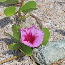 Image result for Ipomoea venosa