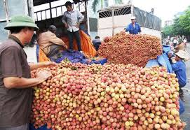 Vietnam Airlines giảm tới 55% giá cước vận chuyển vải thiều xuất khẩu