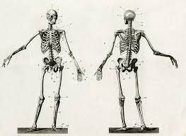 Learn from anatomy to improve your poses. Diagram Of The Human Skeleton Drawing By Mary Evans Picture Library