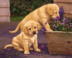 Http Www Lang Com Media Wysiwyg Wallpapers April April 2016 1001937 Jpg Kedi Kopek Kopek Hayvan