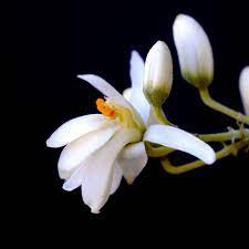 Moringa Oleifer Sohanjna Horseradish Drumstick Tree Moringa Flowering Trees Moringa Oleifera