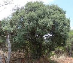 Image result for Euclea crispa