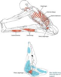 While the name of the pose may seem to reveal an intention based on physical anatomy (head to knee pose), janu sirsasana is. Sitting Poses Yoga Anatomy 2nd Edition