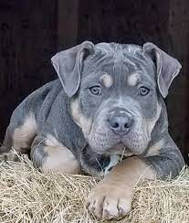 There's no question mark about this one. Pitbulls For Sale Cheap Buy Online