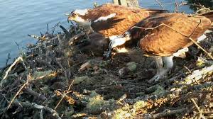 Audubon's Steve Kress Provides Insight on Osprey Chicks 