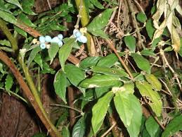 Image result for Lasianthus