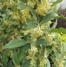 Elaeagnus Umbellata Farmyard Nurseries Autumn Olive Trees To Plant White Flowers