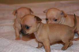 Bist du auf der suche nach einem chihuahua welpen, chihuahua mix, chihuahua deckrüden oder möchtest du einem. Chihuahua Mix Welpen 375992