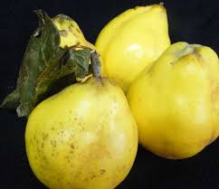El Membrillo Una Manzana De Oro