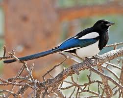 Black Birds In Colorado Mountains Black Billed Magpie Rocky Mountain National Park Colorado Rocky Mountain National Rocky Mountains