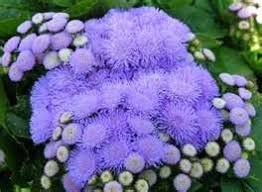 Pin On Flower