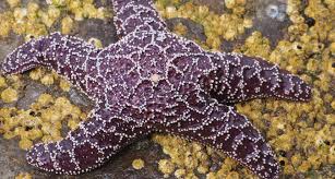 See more of the purple starfish community shop on facebook. Cause Of Mass Starfish Die Offs Is Still A Mystery Science News