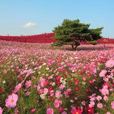 Hitachi Seaside Park Ibaraki Japan Kemmaki Beautiful Photos Of Nature Beautiful Landscapes Beautiful Nature
