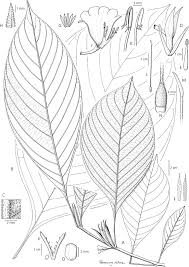 Image result for Mellera lobulata