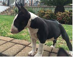 Bull terrier puppies for sale. Bull Terriers Puppies And Bull Terrier Breeders In South Africa