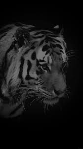 Amoled Animal Wallpaper Tiger Wallpaper Iphone Nature Iphone Wallpaper Tiger Wallpaper