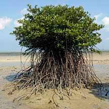 Image result for Rhizophora