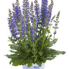 Bluten Salvia April Night Ziersalbei Salbei Balkon Pflanzen