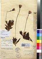 Image result for Pluchea bequaertii