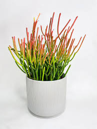 Image result for Euphorbia tirucalli