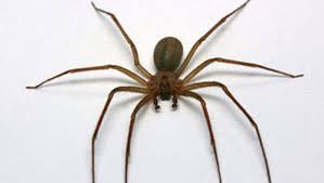 Brown recluse spider bites can be hard to diagnose. Got A Spider Bite Most Of The Time No Need To Panic